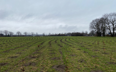 17 voetbalvelden nieuwe natuur in buurtschap Californië